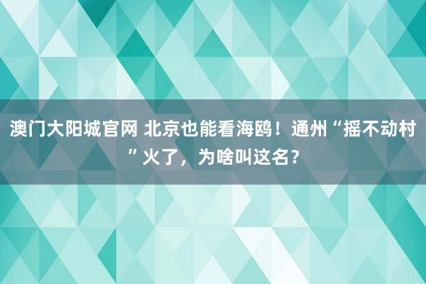 澳门大阳城官网 北京也能看海鸥！通州“摇不动村”火了，为啥叫这名？